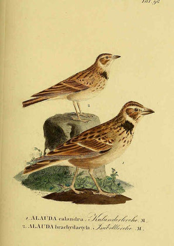 Reproducción/Reproduction 6059403366: Johann Andreas Naumann's ... Naturgeschichte der Vögel Deutschlands, nach einigen Erfahrungen entworfen. 13.T.Plates Leipzig :G. Fleischer,1820-1860