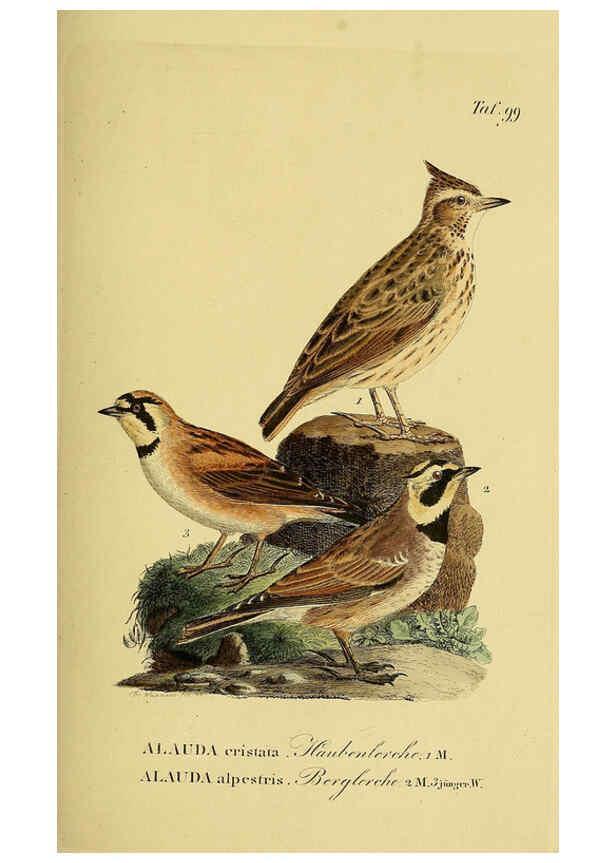 Reproducción/Reproduction 6058856865: Johann Andreas Naumann's ... Naturgeschichte der Vögel Deutschlands, nach einigen Erfahrungen entworfen. 13.T.Plates Leipzig :G. Fleischer,1820-1860