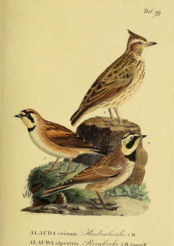 Reproducción/Reproduction 6058856865: Johann Andreas Naumann's ... Naturgeschichte der Vögel Deutschlands, nach einigen Erfahrungen entworfen. 13.T.Plates Leipzig :G. Fleischer,1820-1860