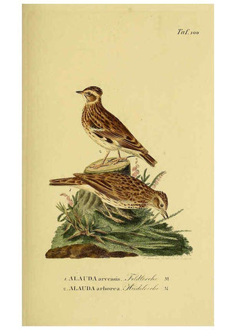 Reproducción/Reproduction 6058857177: Johann Andreas Naumann's ... Naturgeschichte der Vögel Deutschlands, nach einigen Erfahrungen entworfen. 13.T.Plates Leipzig :G. Fleischer,1820-1860