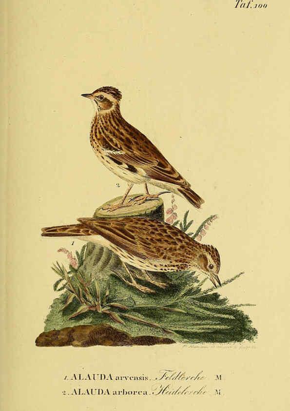 Reproducción/Reproduction 6058857177: Johann Andreas Naumann's ... Naturgeschichte der Vögel Deutschlands, nach einigen Erfahrungen entworfen. 13.T.Plates Leipzig :G. Fleischer,1820-1860