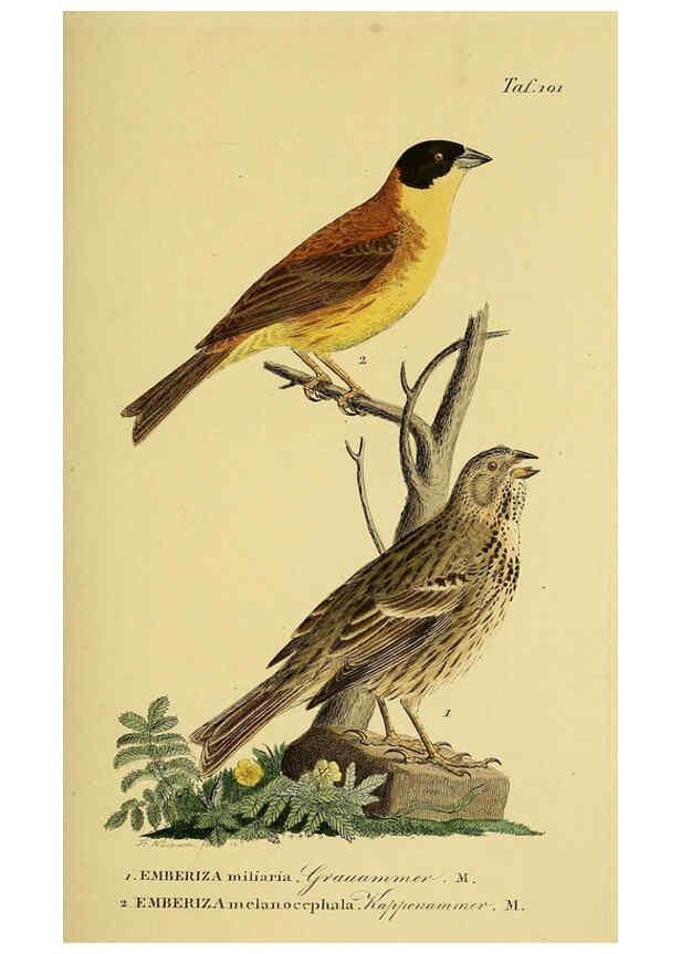 Reproducción/Reproduction 6059404368: Johann Andreas Naumann's ... Naturgeschichte der Vögel Deutschlands, nach einigen Erfahrungen entworfen. 13.T.Plates Leipzig :G. Fleischer,1820-1860