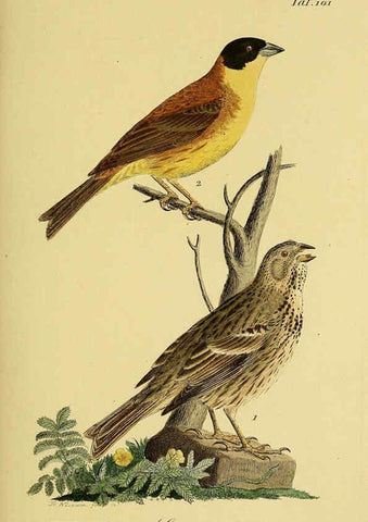 Reproducción/Reproduction 6059404368: Johann Andreas Naumann's ... Naturgeschichte der Vögel Deutschlands, nach einigen Erfahrungen entworfen. 13.T.Plates Leipzig :G. Fleischer,1820-1860