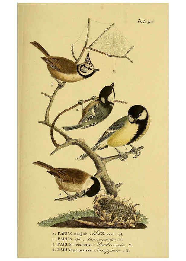 Reproducción/Reproduction 6058855313: Johann Andreas Naumann's ... Naturgeschichte der Vögel Deutschlands, nach einigen Erfahrungen entworfen. 13.T.Plates Leipzig :G. Fleischer,1820-1860
