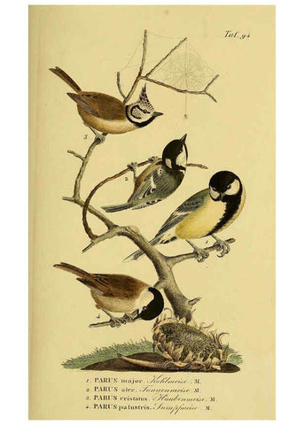 Reproducción/Reproduction 6058855313: Johann Andreas Naumann's ... Naturgeschichte der Vögel Deutschlands, nach einigen Erfahrungen entworfen. 13.T.Plates Leipzig :G. Fleischer,1820-1860