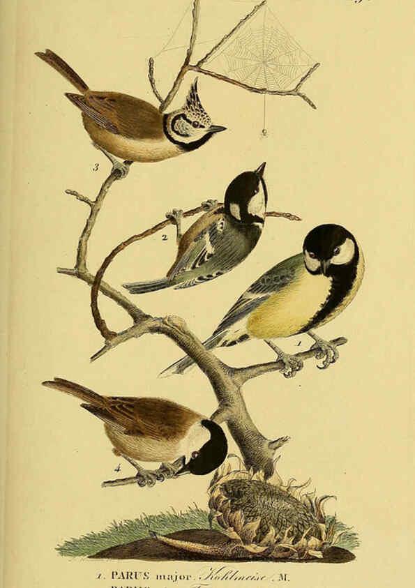 Reproducción/Reproduction 6058855313: Johann Andreas Naumann's ... Naturgeschichte der Vögel Deutschlands, nach einigen Erfahrungen entworfen. 13.T.Plates Leipzig :G. Fleischer,1820-1860