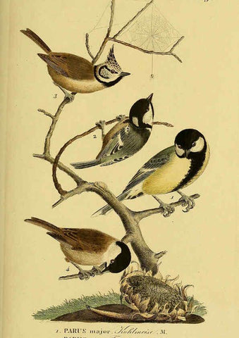 Reproducción/Reproduction 6058855313: Johann Andreas Naumann's ... Naturgeschichte der Vögel Deutschlands, nach einigen Erfahrungen entworfen. 13.T.Plates Leipzig :G. Fleischer,1820-1860