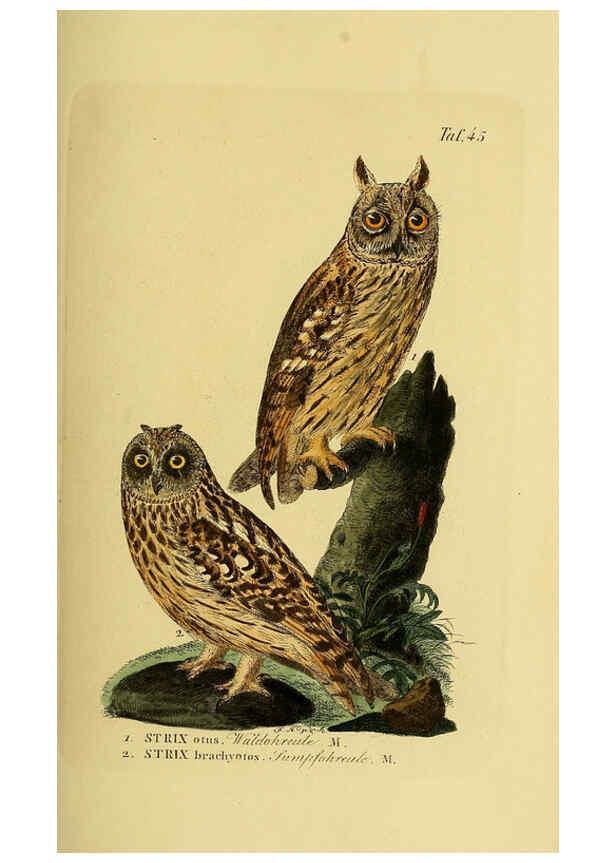 Reproducción/Reproduction 6059387714: Johann Andreas Naumann's ... Naturgeschichte der Vögel Deutschlands, nach einigen Erfahrungen entworfen. 13.T.Plates Leipzig :G. Fleischer,1820-1860
