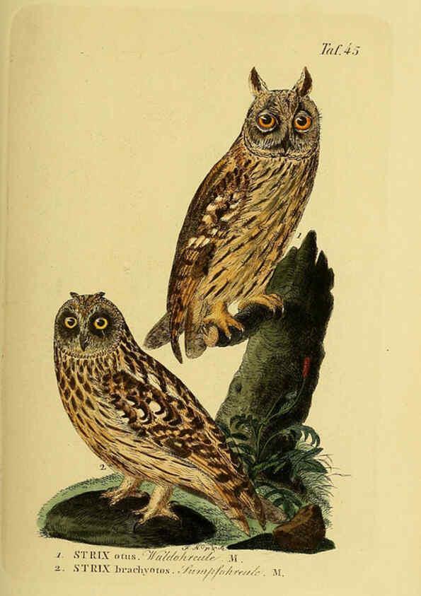 Reproducción/Reproduction 6059387714: Johann Andreas Naumann's ... Naturgeschichte der Vögel Deutschlands, nach einigen Erfahrungen entworfen. 13.T.Plates Leipzig :G. Fleischer,1820-1860