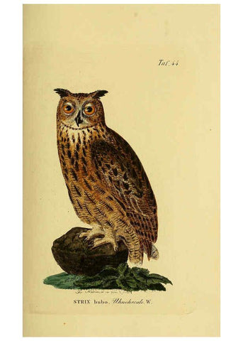 Reproducción/Reproduction 6058840989: Johann Andreas Naumann's ... Naturgeschichte der Vögel Deutschlands, nach einigen Erfahrungen entworfen. 13.T.Plates Leipzig :G. Fleischer,1820-1860