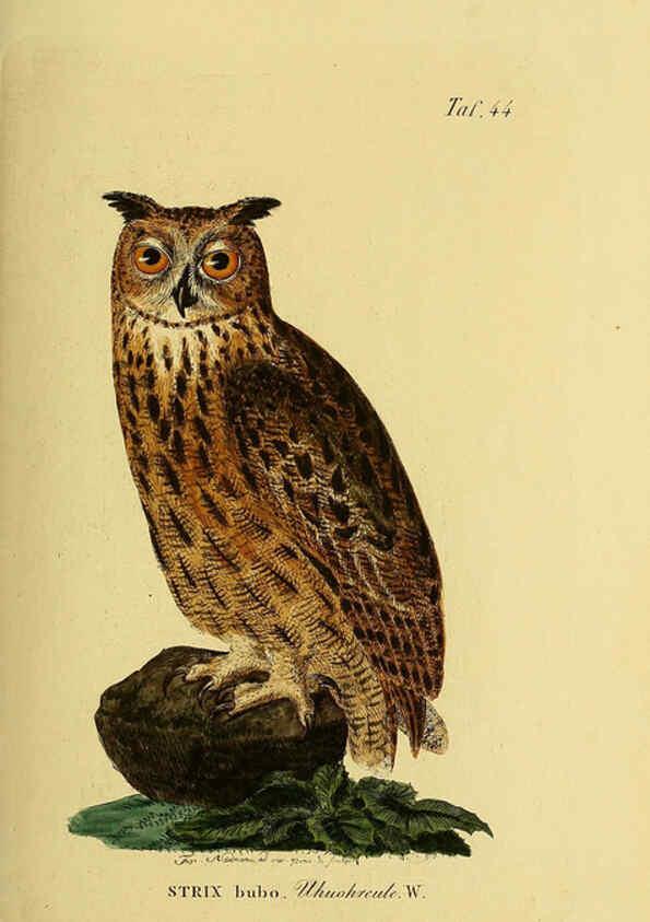 Reproducción/Reproduction 6058840989: Johann Andreas Naumann's ... Naturgeschichte der Vögel Deutschlands, nach einigen Erfahrungen entworfen. 13.T.Plates Leipzig :G. Fleischer,1820-1860