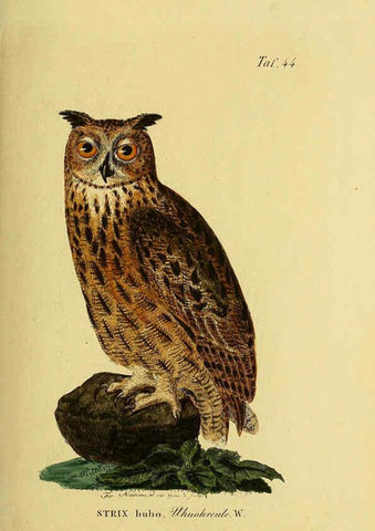 Reproducción/Reproduction 6058840989: Johann Andreas Naumann's ... Naturgeschichte der Vögel Deutschlands, nach einigen Erfahrungen entworfen. 13.T.Plates Leipzig :G. Fleischer,1820-1860