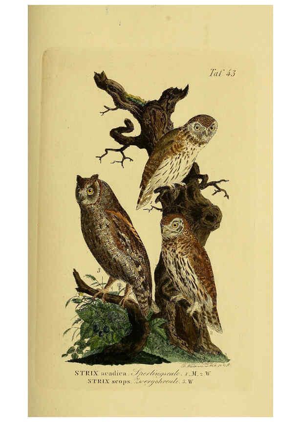 Reproducción/Reproduction 6059387148: Johann Andreas Naumann's ... Naturgeschichte der Vögel Deutschlands, nach einigen Erfahrungen entworfen. 13.T.Plates Leipzig :G. Fleischer,1820-1860