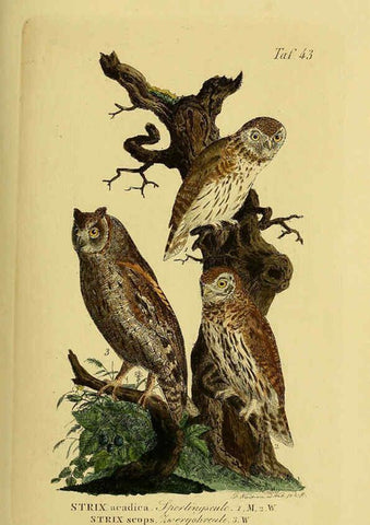 Reproducción/Reproduction 6059387148: Johann Andreas Naumann's ... Naturgeschichte der Vögel Deutschlands, nach einigen Erfahrungen entworfen. 13.T.Plates Leipzig :G. Fleischer,1820-1860