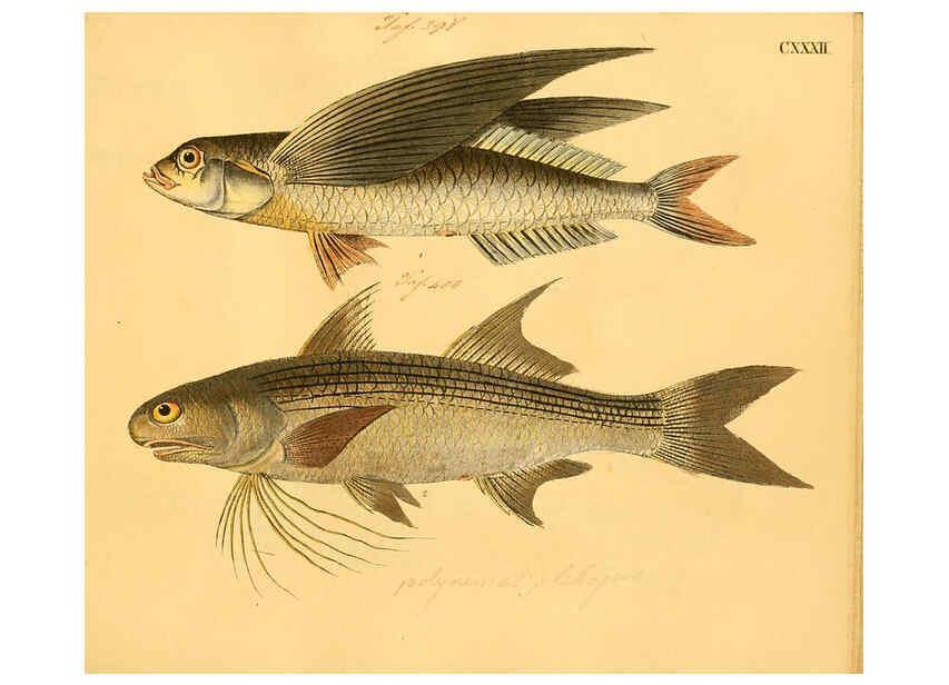 Reproducción/Reproduction 6058682115: Naturgeschichte in Bildern : mit erläuterndem Text / Von Professor Dr. Strack. Lief. 4. (Heft 33-56). Fische. Düsseldorf :Arnz & Co.,[1819-1826] 