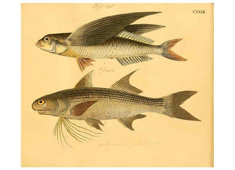 Reproducción/Reproduction 6058682115: Naturgeschichte in Bildern : mit erläuterndem Text / Von Professor Dr. Strack. Lief. 4. (Heft 33-56). Fische. Düsseldorf :Arnz & Co.,[1819-1826] 