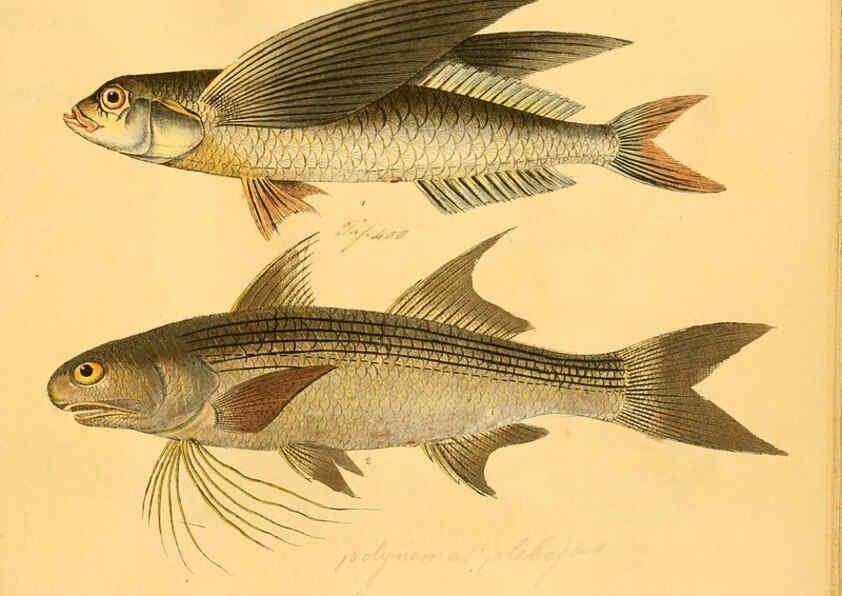 Reproducción/Reproduction 6058682115: Naturgeschichte in Bildern : mit erläuterndem Text / Von Professor Dr. Strack. Lief. 4. (Heft 33-56). Fische. Düsseldorf :Arnz & Co.,[1819-1826] 
