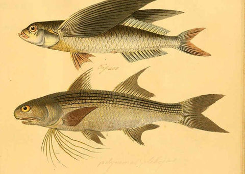 Reproducción/Reproduction 6058682115: Naturgeschichte in Bildern : mit erläuterndem Text / Von Professor Dr. Strack. Lief. 4. (Heft 33-56). Fische. Düsseldorf :Arnz & Co.,[1819-1826] 