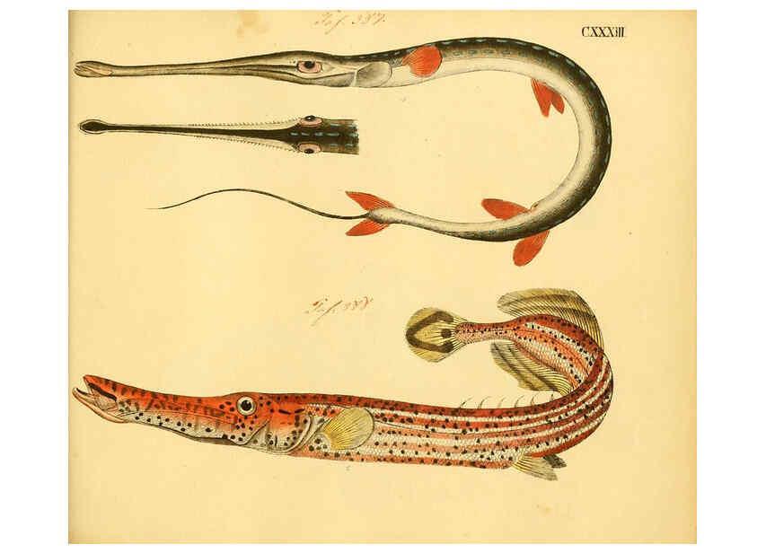 Reproducción/Reproduction 6058682297: Naturgeschichte in Bildern : mit erläuterndem Text / Von Professor Dr. Strack. Lief. 4. (Heft 33-56). Fische. Düsseldorf :Arnz & Co.,[1819-1826] 