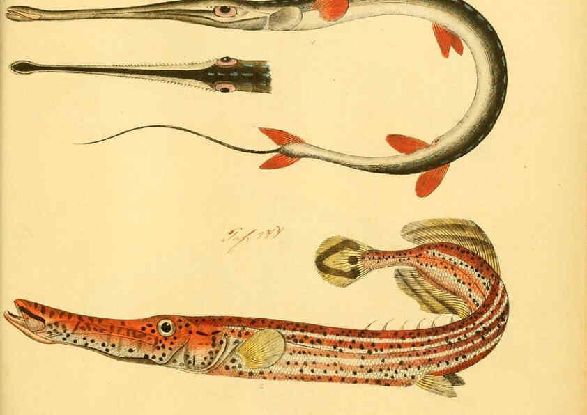 Reproducción/Reproduction 6058682297: Naturgeschichte in Bildern : mit erläuterndem Text / Von Professor Dr. Strack. Lief. 4. (Heft 33-56). Fische. Düsseldorf :Arnz & Co.,[1819-1826] 