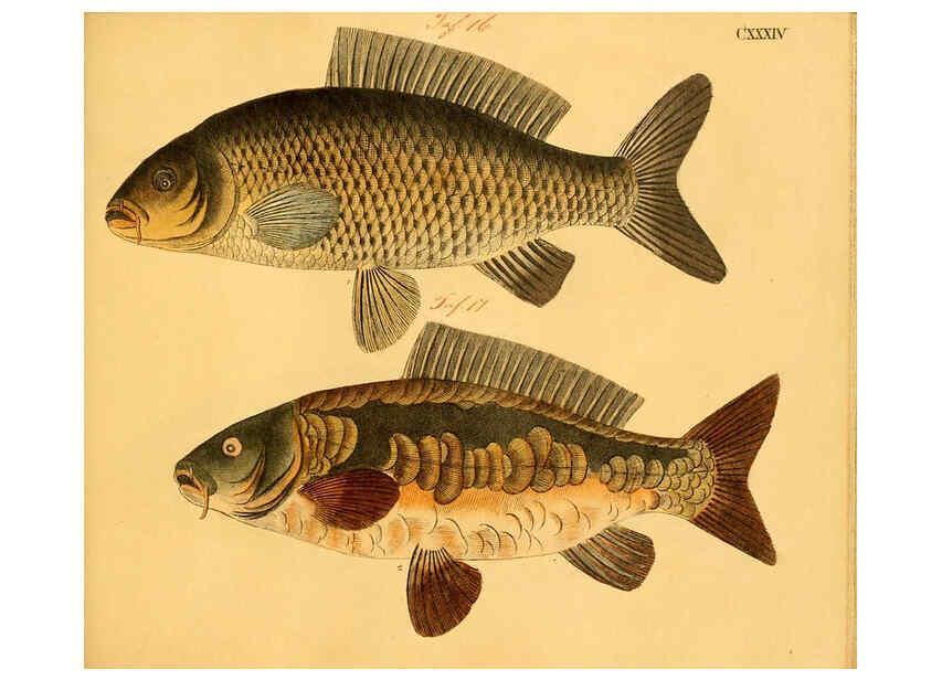Reproducción/Reproduction 6058682457: Naturgeschichte in Bildern : mit erläuterndem Text / Von Professor Dr. Strack. Lief. 4. (Heft 33-56). Fische. Düsseldorf :Arnz & Co.,[1819-1826] 