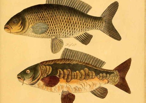 Reproducción/Reproduction 6058682457: Naturgeschichte in Bildern : mit erläuterndem Text / Von Professor Dr. Strack. Lief. 4. (Heft 33-56). Fische. Düsseldorf :Arnz & Co.,[1819-1826] 