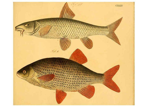 Reproducción/Reproduction 6059230042: Naturgeschichte in Bildern : mit erläuterndem Text / Von Professor Dr. Strack. Lief. 4. (Heft 33-56). Fische. Düsseldorf :Arnz & Co.,[1819-1826] 