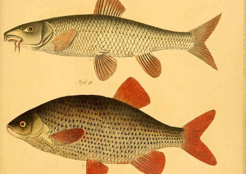 Reproducción/Reproduction 6059230042: Naturgeschichte in Bildern : mit erläuterndem Text / Von Professor Dr. Strack. Lief. 4. (Heft 33-56). Fische. Düsseldorf :Arnz & Co.,[1819-1826] 