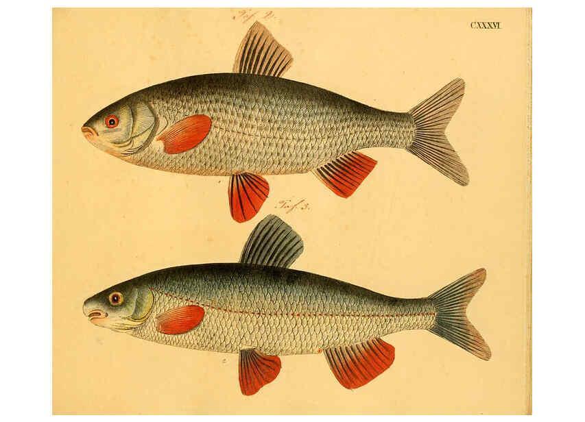 Reproducción/Reproduction 6059230168: Naturgeschichte in Bildern : mit erläuterndem Text / Von Professor Dr. Strack. Lief. 4. (Heft 33-56). Fische. Düsseldorf :Arnz & Co.,[1819-1826] 