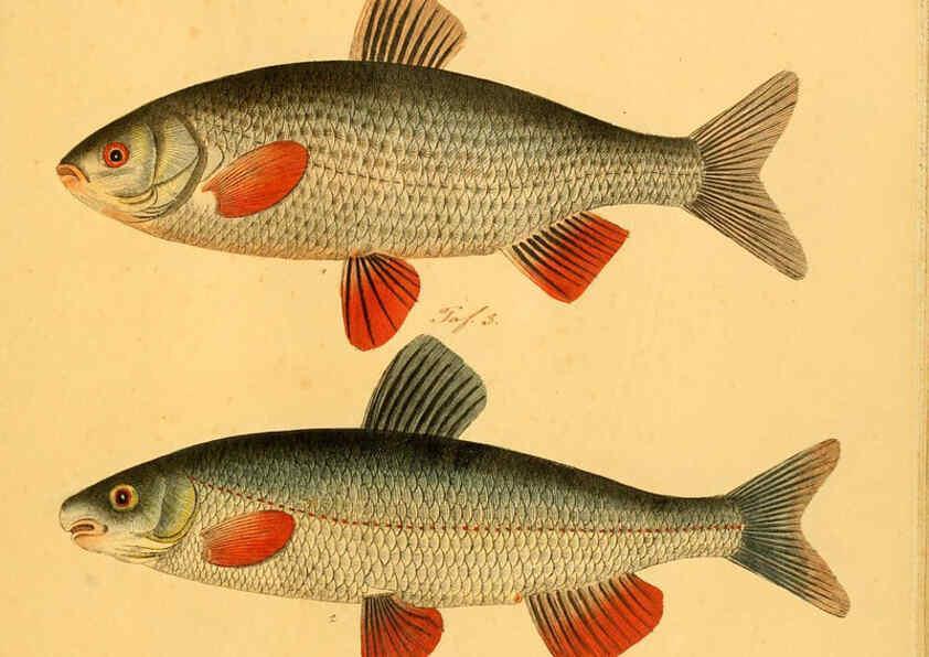 Reproducción/Reproduction 6059230168: Naturgeschichte in Bildern : mit erläuterndem Text / Von Professor Dr. Strack. Lief. 4. (Heft 33-56). Fische. Düsseldorf :Arnz & Co.,[1819-1826] 