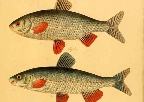 Reproducción/Reproduction 6059230168: Naturgeschichte in Bildern : mit erläuterndem Text / Von Professor Dr. Strack. Lief. 4. (Heft 33-56). Fische. Düsseldorf :Arnz & Co.,[1819-1826] 