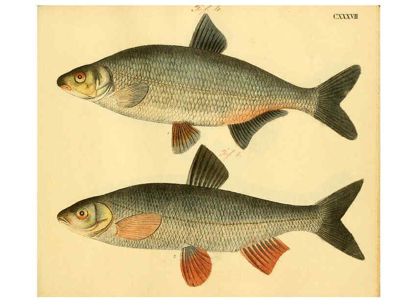 Reproducción/Reproduction 6058682997: Naturgeschichte in Bildern : mit erläuterndem Text / Von Professor Dr. Strack. Lief. 4. (Heft 33-56). Fische. Düsseldorf :Arnz & Co.,[1819-1826] 