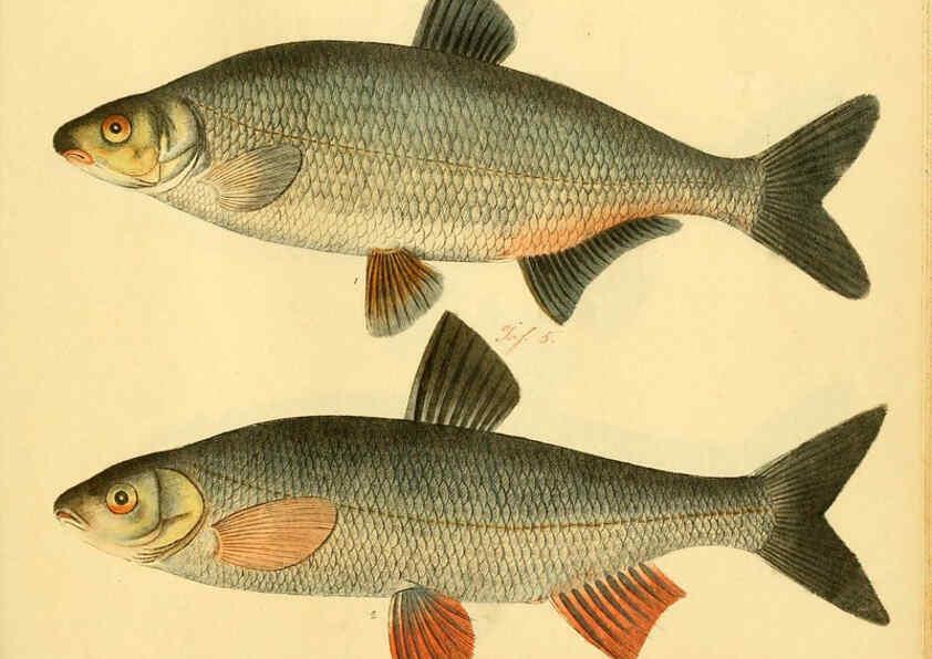 Reproducción/Reproduction 6058682997: Naturgeschichte in Bildern : mit erläuterndem Text / Von Professor Dr. Strack. Lief. 4. (Heft 33-56). Fische. Düsseldorf :Arnz & Co.,[1819-1826] 