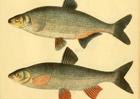 Reproducción/Reproduction 6058682997: Naturgeschichte in Bildern : mit erläuterndem Text / Von Professor Dr. Strack. Lief. 4. (Heft 33-56). Fische. Düsseldorf :Arnz & Co.,[1819-1826] 