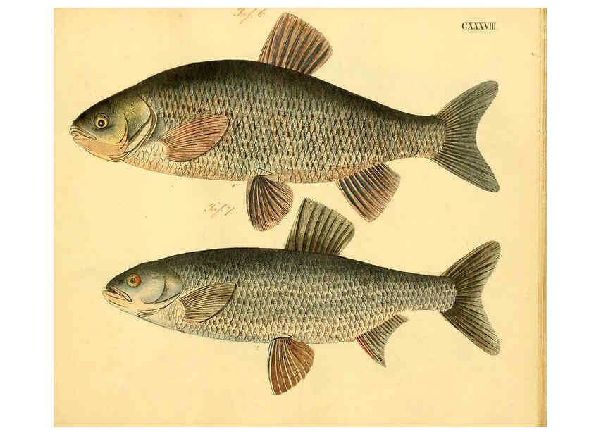 Reproducción/Reproduction 6058683181: Naturgeschichte in Bildern : mit erläuterndem Text / Von Professor Dr. Strack. Lief. 4. (Heft 33-56). Fische. Düsseldorf :Arnz & Co.,[1819-1826] 