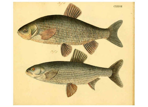 Reproducción/Reproduction 6058683181: Naturgeschichte in Bildern : mit erläuterndem Text / Von Professor Dr. Strack. Lief. 4. (Heft 33-56). Fische. Düsseldorf :Arnz & Co.,[1819-1826] 