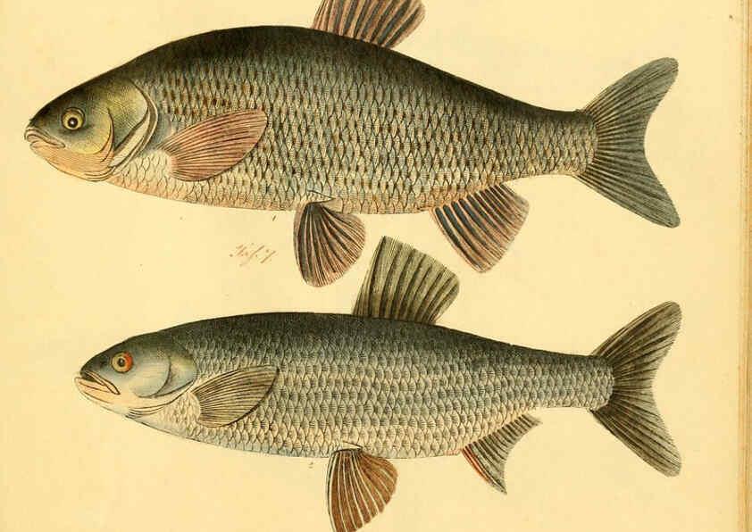 Reproducción/Reproduction 6058683181: Naturgeschichte in Bildern : mit erläuterndem Text / Von Professor Dr. Strack. Lief. 4. (Heft 33-56). Fische. Düsseldorf :Arnz & Co.,[1819-1826] 