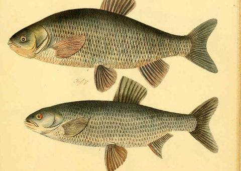 Reproducción/Reproduction 6058683181: Naturgeschichte in Bildern : mit erläuterndem Text / Von Professor Dr. Strack. Lief. 4. (Heft 33-56). Fische. Düsseldorf :Arnz & Co.,[1819-1826] 