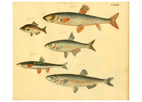 Reproducción/Reproduction 6059230744: Naturgeschichte in Bildern : mit erläuterndem Text / Von Professor Dr. Strack. Lief. 4. (Heft 33-56). Fische. Düsseldorf :Arnz & Co.,[1819-1826] 