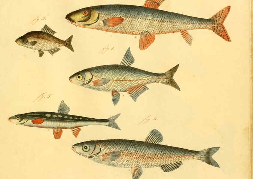 Reproducción/Reproduction 6059230744: Naturgeschichte in Bildern : mit erläuterndem Text / Von Professor Dr. Strack. Lief. 4. (Heft 33-56). Fische. Düsseldorf :Arnz & Co.,[1819-1826] 