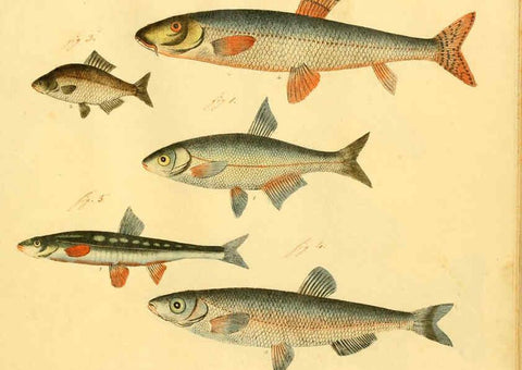 Reproducción/Reproduction 6059230744: Naturgeschichte in Bildern : mit erläuterndem Text / Von Professor Dr. Strack. Lief. 4. (Heft 33-56). Fische. Düsseldorf :Arnz & Co.,[1819-1826] 