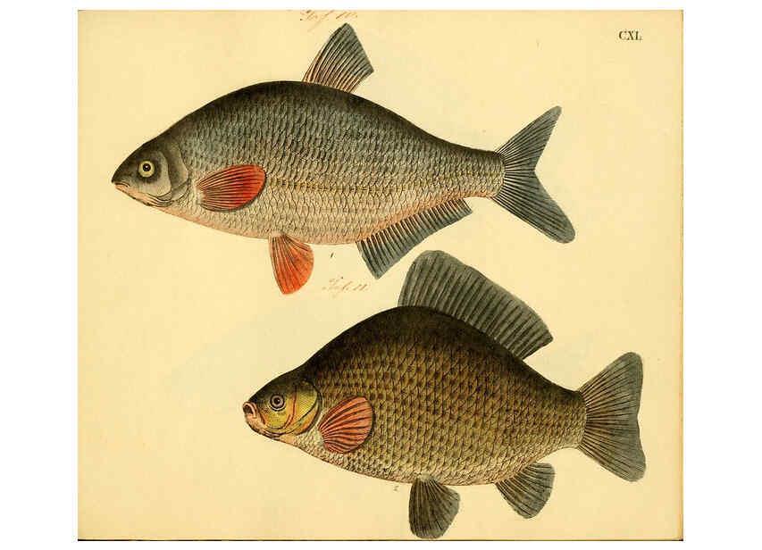 Reproducción/Reproduction 6058683487: Naturgeschichte in Bildern : mit erläuterndem Text / Von Professor Dr. Strack. Lief. 4. (Heft 33-56). Fische. Düsseldorf :Arnz & Co.,[1819-1826] 