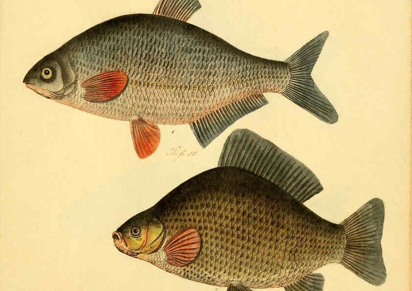 Reproducción/Reproduction 6058683487: Naturgeschichte in Bildern : mit erläuterndem Text / Von Professor Dr. Strack. Lief. 4. (Heft 33-56). Fische. Düsseldorf :Arnz & Co.,[1819-1826] 