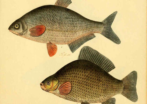 Reproducción/Reproduction 6058683487: Naturgeschichte in Bildern : mit erläuterndem Text / Von Professor Dr. Strack. Lief. 4. (Heft 33-56). Fische. Düsseldorf :Arnz & Co.,[1819-1826] 