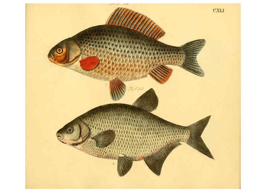Reproducción/Reproduction 6058683881: Naturgeschichte in Bildern : mit erläuterndem Text / Von Professor Dr. Strack. Lief. 4. (Heft 33-56). Fische. Düsseldorf :Arnz & Co.,[1819-1826] 