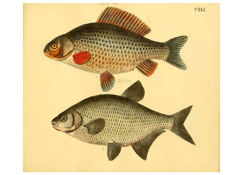Reproducción/Reproduction 6058683881: Naturgeschichte in Bildern : mit erläuterndem Text / Von Professor Dr. Strack. Lief. 4. (Heft 33-56). Fische. Düsseldorf :Arnz & Co.,[1819-1826] 