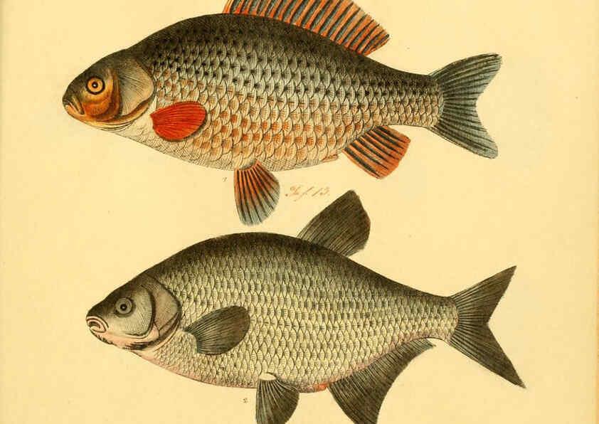 Reproducción/Reproduction 6058683881: Naturgeschichte in Bildern : mit erläuterndem Text / Von Professor Dr. Strack. Lief. 4. (Heft 33-56). Fische. Düsseldorf :Arnz & Co.,[1819-1826] 