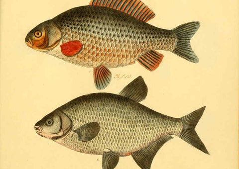Reproducción/Reproduction 6058683881: Naturgeschichte in Bildern : mit erläuterndem Text / Von Professor Dr. Strack. Lief. 4. (Heft 33-56). Fische. Düsseldorf :Arnz & Co.,[1819-1826] 