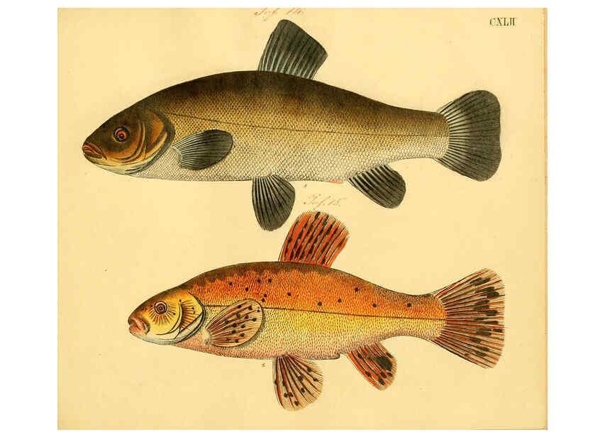 Reproducción/Reproduction 6059231464: Naturgeschichte in Bildern : mit erläuterndem Text / Von Professor Dr. Strack. Lief. 4. (Heft 33-56). Fische. Düsseldorf :Arnz & Co.,[1819-1826] 