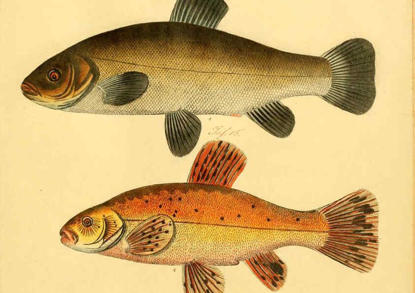 Reproducción/Reproduction 6059231464: Naturgeschichte in Bildern : mit erläuterndem Text / Von Professor Dr. Strack. Lief. 4. (Heft 33-56). Fische. Düsseldorf :Arnz & Co.,[1819-1826] 